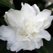 Camellia Silver Dollar Picture of Camellia Silver Dollar (933)