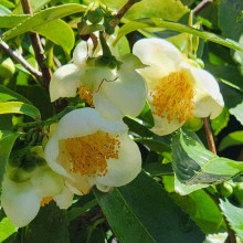 Camellia Sinensis Picture of Camellia Sinensis (935)