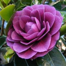 Camellia Sir Victor Davies Picture of Camellia Sir Victor Davies (936)