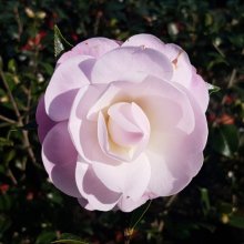 Camellia Softly Picture of Camellia Softly (29953)