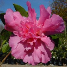Camellia Sparkling Burgundy Picture of Camellia Sparkling Burgundy (940)