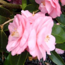 Camellia Spring Festival Picture of Camellia Spring Festival (941)