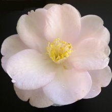 Camellia Sugar and Spice Picture of Camellia Sugar and Spice (9858)