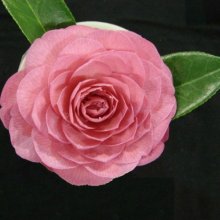 Camellia Sunsong Picture of Camellia Sunsong (8096)