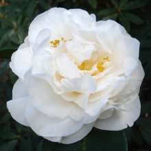 Camellia Swan Lake Picture of Camellia Swan Lake (947)