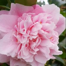 Picture of Camellia Sweet Emily Kate (948)