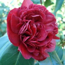 Camellia Takanini Picture of Camellia Takanini (953)