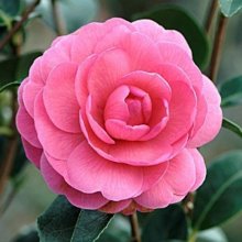 Camellia Tamzin Coull Picture of Camellia Tamzin Coull (8097)