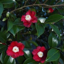 Camellia Tinsie Picture of Camellia Tinsie (956)