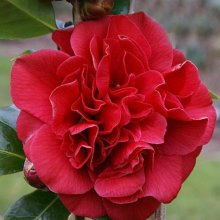 Camellia Tom Knudsen Picture of Camellia Tom Knudsen (9228)