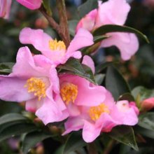 Camellia Transnokoensis pink Picture of Camellia Transnokoensis pink (961)