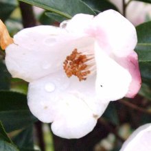 Camellia Transtasman Picture of Camellia Transtasman (963)