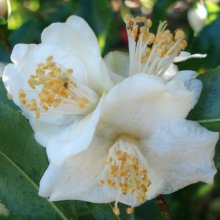 Camellia Tsaii Picture of Camellia Tsaii (967)