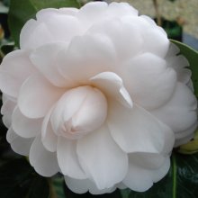 Camellia Twilight Picture of Camellia Twilight (969)