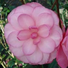 Camellia Waterlily Picture of Camellia Waterlily (974)