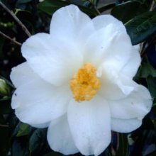 Camellia White Hibiscus Picture of Camellia White Hibiscus (975)