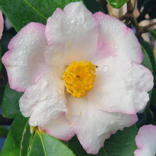 Camellia Yoi Machi Picture of Camellia Yoi Machi (981)