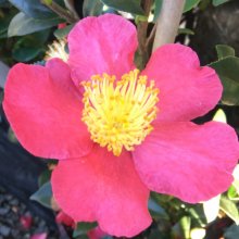 Camellia Yuletide Picture of Camellia Yuletide (985)