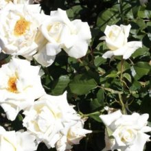 Cameo Cream-Rose Picture of Cameo Cream-Rose (988)