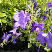 Campanula Muralis Picture of Campanula Muralis (991)