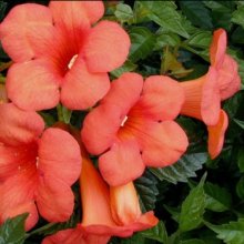 Picture of Campsis Madame Galen (8224)