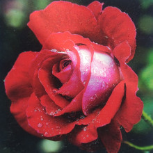 Candella-Rose Picture of Candella-Rose (998)