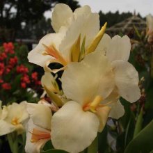 Canna Ambassadour Picture of Canna Ambassadour (1000)