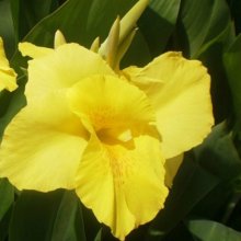 Canna Felix Ragout Picture of Canna Felix Ragout (10632)