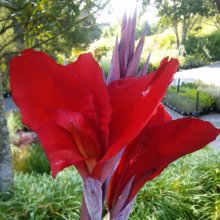 Canna Firebird Picture of Canna Firebird (1002)