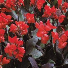 Canna Kneehigh Scarlet Bronze Picture of Canna Kneehigh Scarlet Bronze (8280)