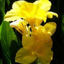 Canna Kneehigh Yellow Picture of Canna Kneehigh Yellow (8279)