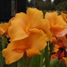 Canna Lilian Cole Picture of Canna Lilian Cole (6299)