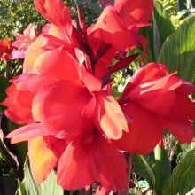 Canna Merle Cole Picture of Canna Merle Cole (28455)