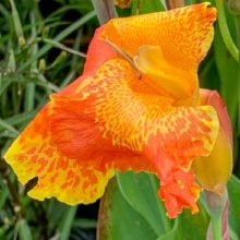 Canna Orange King Hambert Picture of Canna Orange King Hambert (28456)