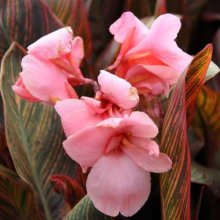 Canna Pink Sunburst Picture of Canna Pink Sunburst (1005)
