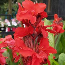 Canna Red Dawn Picture of Canna Red Dawn (6301)