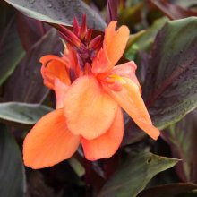 Canna Richmond Picture of Canna Richmond (6302)