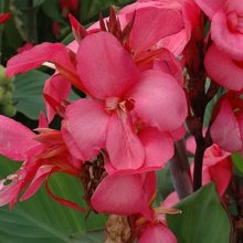 Canna Cannova Rose Picture of Canna Cannova Rose (28453)