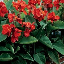 Canna Tropical Red Picture of Canna Tropical Red (1008)