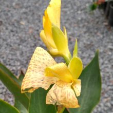 Canna Tropical Yellow Picture of Canna Tropical Yellow (1011)