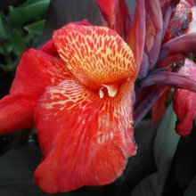 Canna Tropicanna Black Picture of Canna Tropicanna Black (8400)