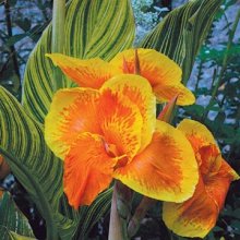 Canna Tropicanna Gold Picture of Canna Tropicanna Gold (1013)