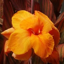 Canna Tropicanna Picture of Canna Tropicanna (1012)