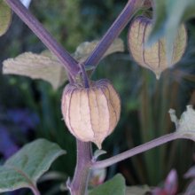 Picture of Cape Gooseberry (1021)