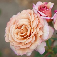 Cappuccino Std 80cm-Rose Picture of Cappuccino Std 80cm-Rose (29594)