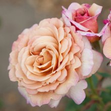 Cappuccino-Rose Picture of Cappuccino-Rose (29593)