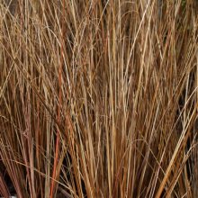 Picture of Carex Buchananii (1027)