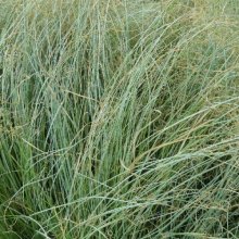 Picture of Carex Comans Green (8318)