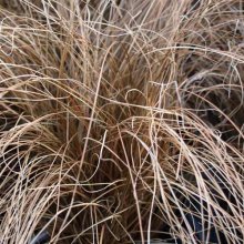 Picture of Carex Comans Red (1030)