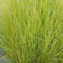 Picture of Carex Dipsacea (7304)